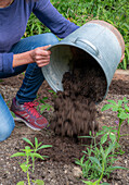 Plant a bed of Patagonian verbena (Verbena bonariensis) and spider flower (Cleome spinosa), amend the soil with compost