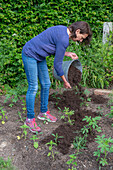 Plant a bed of Patagonian verbena (Verbena bonariensis) and spider flower (Cleome spinosa), amend the soil with compost