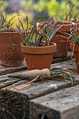 Vermehrung von der Katzenschwanzpflanze (Bulbine Frutescens) durch Ableger in Töpfen auf der Terrasse