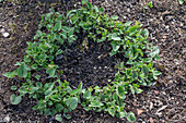 Rejuvenation of Caucasian forget-me-not (Brunnera macrophylla), after clay formation, planting