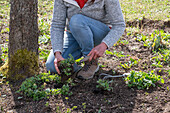 Rejuvenation of Caucasus forget-me-nots (Brunnera macrophylla), after tonsure, planting