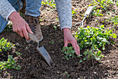 Rejuvenation of Caucasus forget-me-nots (Brunnera macrophylla), after tonsure, planting