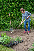 Frau mit Rechen beim Vorbereiten von Beet zum Einpflanzen von vorgezogenen Jungpflanzen