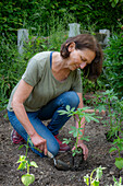 Frau mit vorgezogenen Jungpflanzen von Patagonischem Eisenkraut (Verbena bonariensis) und Spinnenblume (Cleome spinosa) beim Einpflanzen ins Beet