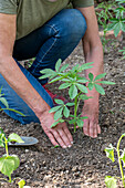 Planting bed with pre-grown young plants of Patagonian verbena (Verbena bonariensis) and spider flower (Cleome spinosa)