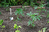 Planting bed with pre-grown young plants of Patagonian verbena (Verbena bonariensis) and spider flower (Cleome spinosa)