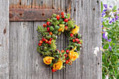 Wreath of rose hips of dog rose (Rosa canina), vinegar rose (Rosa gallica), fennel blossoms, rose blossoms hanging on a wooden door