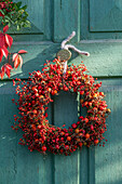 Wreath of rosehips of the dog rose (Rosa canina) and the multiflora rose (Rosa multiflora) hanging on the door