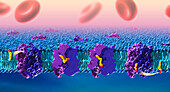 DHA crossing blood-brain barrier, illustration