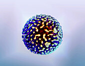Hepatitis B virus, illustration