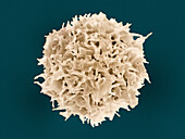 T lymphocyte, SEM