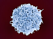 T lymphocyte, SEM