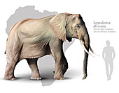African bush elephant, illustration