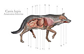 Grey wolf anatomy, illustration