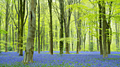 Beech woodland with bluebells