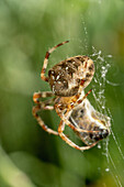 European garden spider with prey on a web