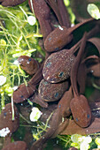 Common frog tadpoles