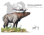 Elk, illustration