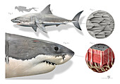 Great white shark anatomy, illustration