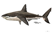Prehistoric megalodon shark, illustration