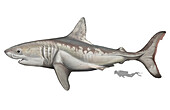 Prehistoric megatoothed shark, illustration