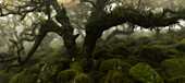 Ancient oak (Quercus robur) forest in mist