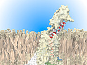 Tirzepatide antidiabetic drug action, illustration