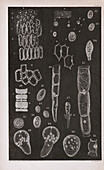 Embryonic plant cells, 19th century illustration