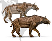 Smilodon saber-toothed cat anatomy, illustration