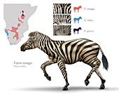 Zebra, illustration