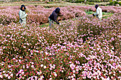 Geraldton wax (Chamelaucium uncinatum) flowers being harvested