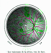 Blood vessels of the retina, illustration