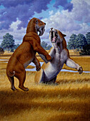 Barbourofelis false sabre-toothed cats fighting, illustration