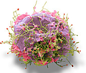 Human Metapneumovirus (HMPV), SEM