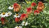 Mixed coneflowers (Echinacea sp.)