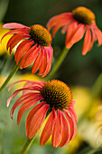 Coneflowers (Echinacea sp. 'Tomato Soup')