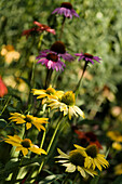 Mixed coneflower (Echinacea sp.) border