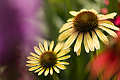 Coneflowers (Echinacea sp. 'Yellow Rainbow Marcela')