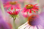 Coneflowers (Echinacea sp. 'Sombrero Tres Amigos')