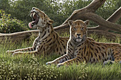 Machairodus sabre-toothed cats, illustration