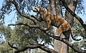 Simocyon prehistoric mammal in a tree, illustration