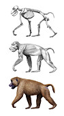 Theropithecus old world monkey anatomy, illustration