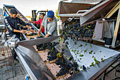 Workers picking leaves out of grapes