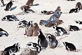 Adult and juvenile African penguins