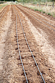 Drip irrigation system on farm