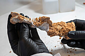 Palaeontologist holding prehistoric Iberian lynx thigh bone