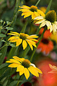 Coneflowers (Echinacea sp. 'Leilani') blooming