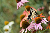 Coneflower (Echinacea sp. 'Merlot')