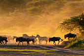 Plains zebras among blue wildebeest