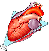 Apical plane echocardiography, illustration